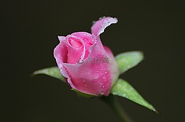 玫瑰,花,花的
