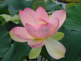 睡蓮,開(kāi)花,花