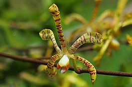 蘭花,花,花的