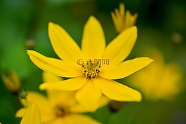 mädchenauge,金鸡菊verticillata,quirblättriges女孩的眼睛