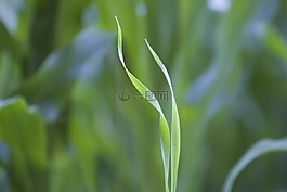小草,草,綠色