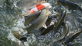 魚,鯉魚,池塘