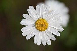 花,滴,雨