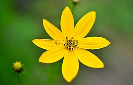 mädchenauge,金鸡菊verticillata,quirblättriges女孩的眼睛