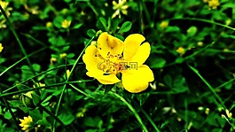 花,黃色,性質(zhì)