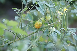櫻桃西紅柿,番茄,水果