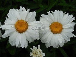 雨點,雛菊,花