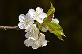 開花,夏季,蘋果花