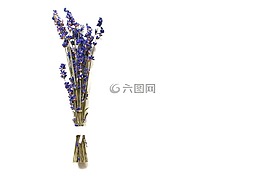 熏衣草,開花,花