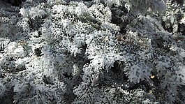 冬天,树,霜