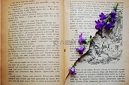 書,老書,花卉