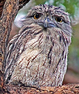 frogmouth,鳥,野生動物