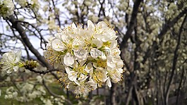 花,白,開花