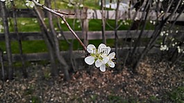 花,白,籬笆