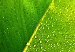 葉,植物,綠色