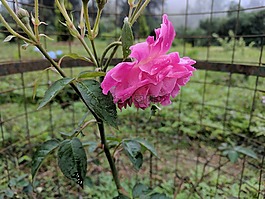 粉紅玫瑰,自然,花