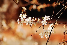 性質(zhì),昆蟲,蜜蜂