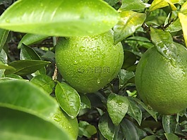 水果,綠色,臍橙