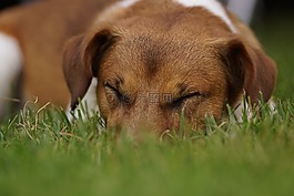 狗,睡眠,寵物