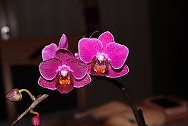 蘭花,花,廠