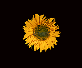向日葵,太陽花,花