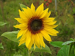 太陽花,花,黃色