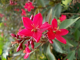 麻风树,花,异国情调
