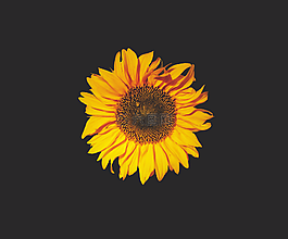 向日葵,太陽(yáng)花,花