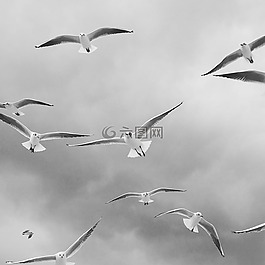 鳥,海鷗,飛行