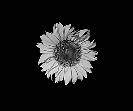 向日葵,太陽花,花