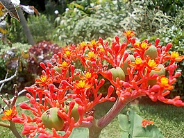 麻风树,花,异国情调