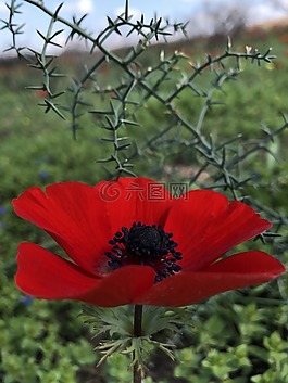 花,植物區(qū)系,自然