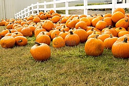 南瓜,成長,農(nóng)業(yè)