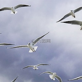 鳥,海鷗,性質(zhì)