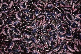 豆类,蔬菜,豆