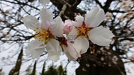 花,樹,分支機構
