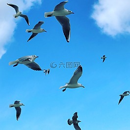 鳥,海鷗,動(dòng)物世界