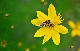mädchenauge,金鸡菊verticillata,quirblättriges女孩的眼睛