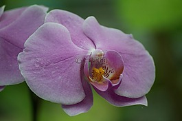蘭花,紫色,宏
