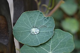 一滴水,珍珠,滴