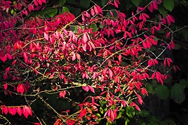 秋季,紅色,葉子