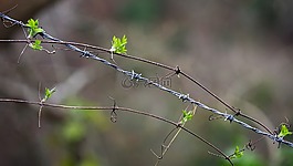鐵絲網(wǎng),電線,植物