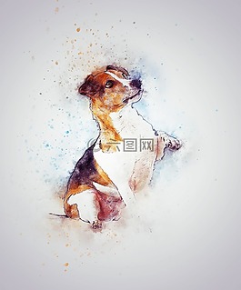 狗,寵物,小獵犬