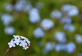 穷人,鲜花,美味佳肴