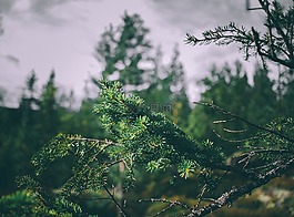 模糊,枝杈,光明