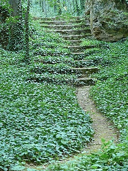 路徑,森林,梯子