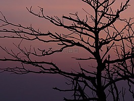 夕陽,樹枝,剪影