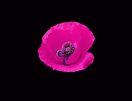 花,藝術(shù),粉紅色