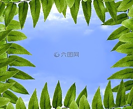 叶子,polypody,天空