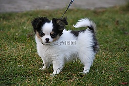 動(dòng)物,狗,小狗